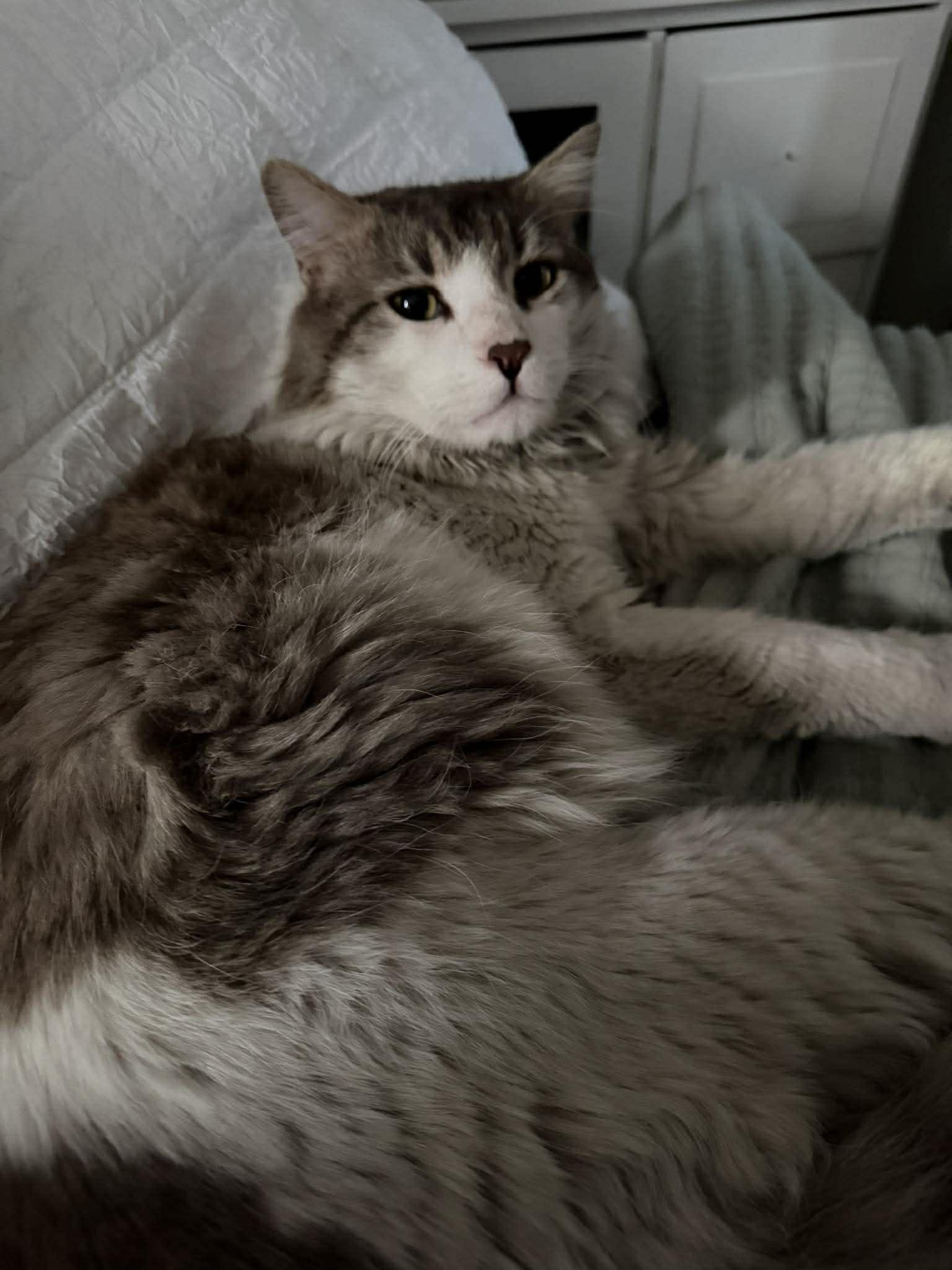 Enlarge Gordo, a ADOPTABLE mixed breed in Las Vegas, NV image 5/6