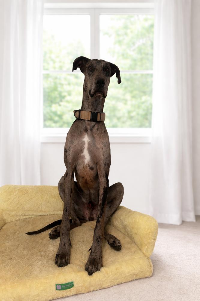 Archie, Adoptable, Adult Male Great Dane.