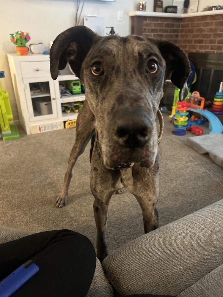 Enlarge Archie, a Adoptable Great Dane in Colorado Springs, CO image 2/3