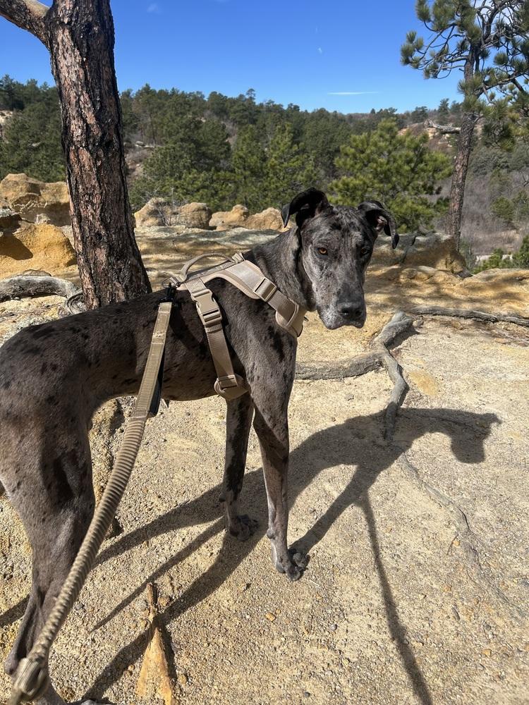 Enlarge Archie, a Adoptable Great Dane in Colorado Springs, CO image 3/3