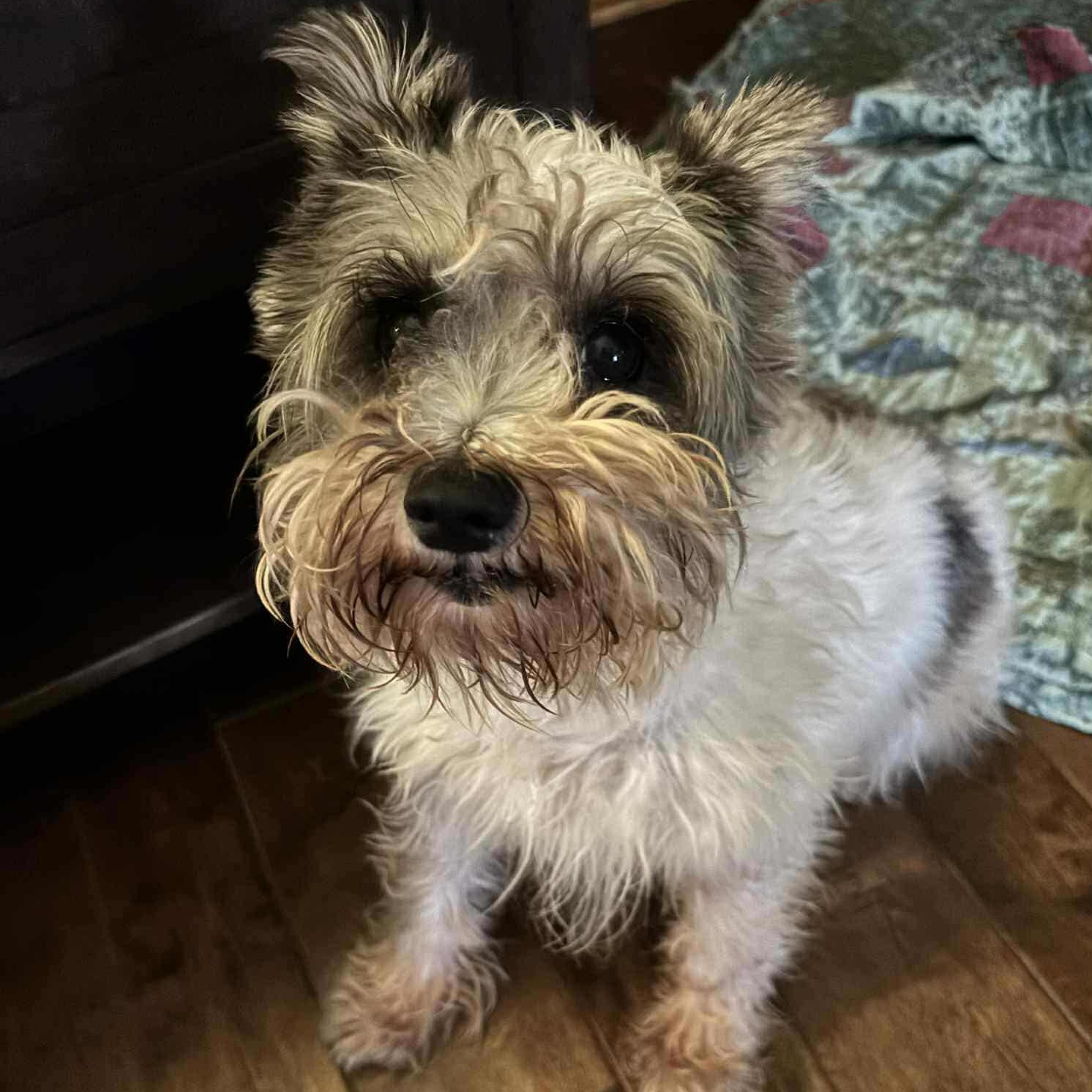 Millie, a Adoptable Schnauzer in Wheelersburg, OH image 1/4