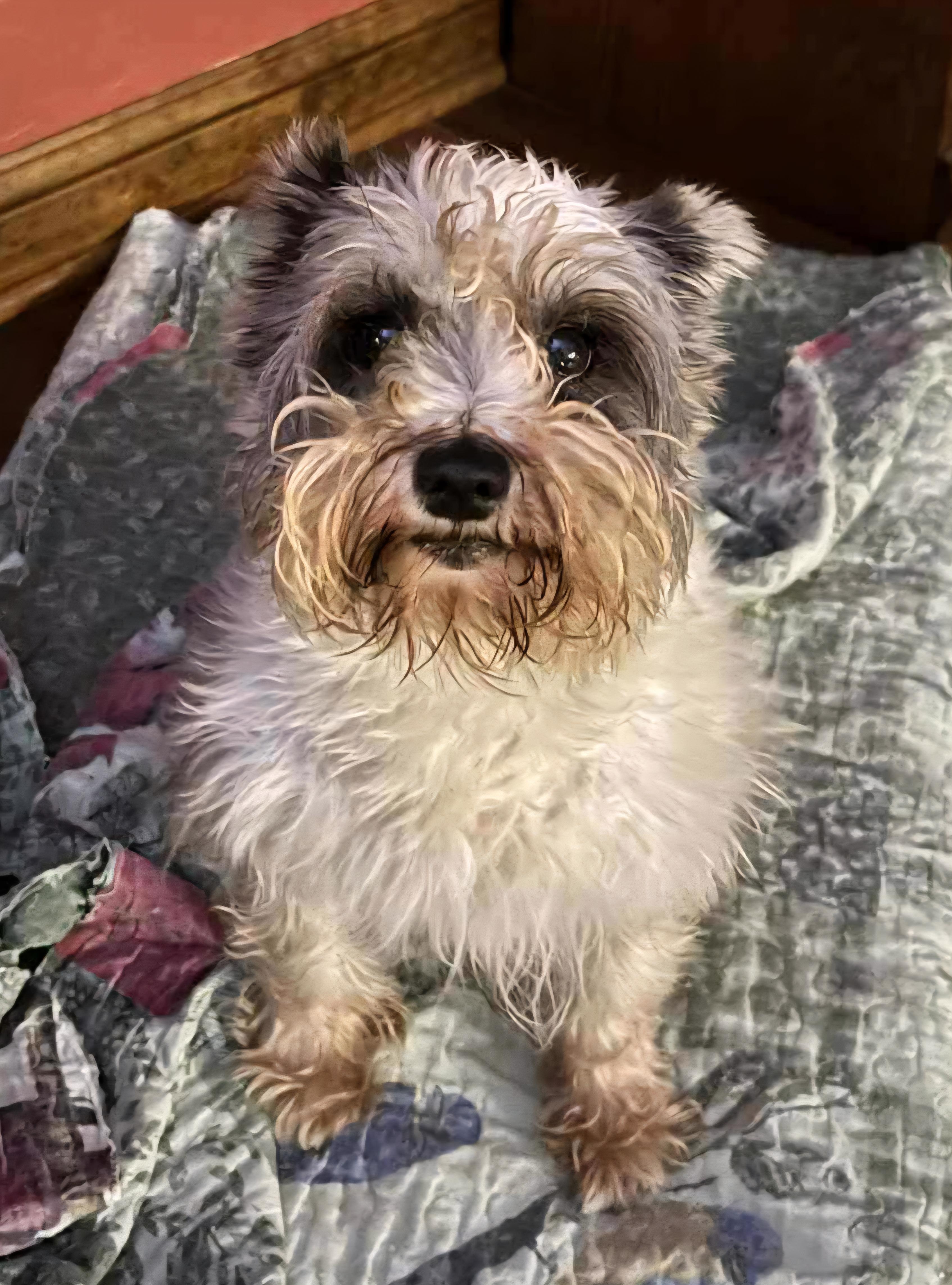 Millie, a Adoptable Schnauzer in Wheelersburg, OH image 2/4