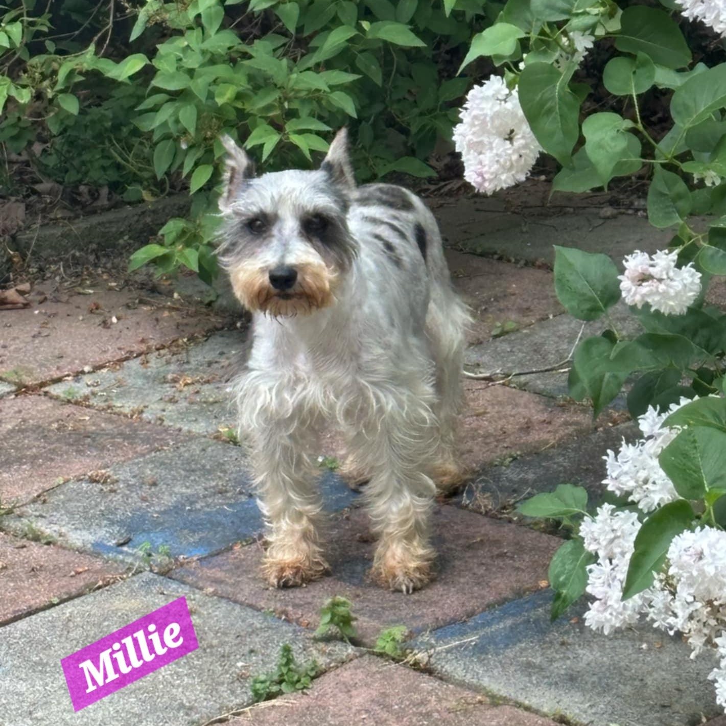 Millie, a Adoptable Schnauzer in Wheelersburg, OH image 3/4