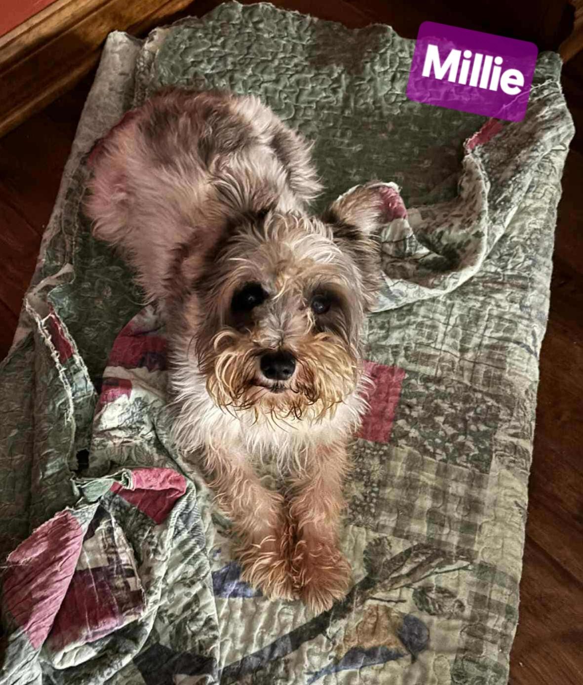 Millie, a Adoptable Schnauzer in Wheelersburg, OH image 4/4