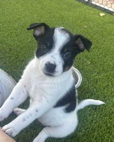 Izzy
