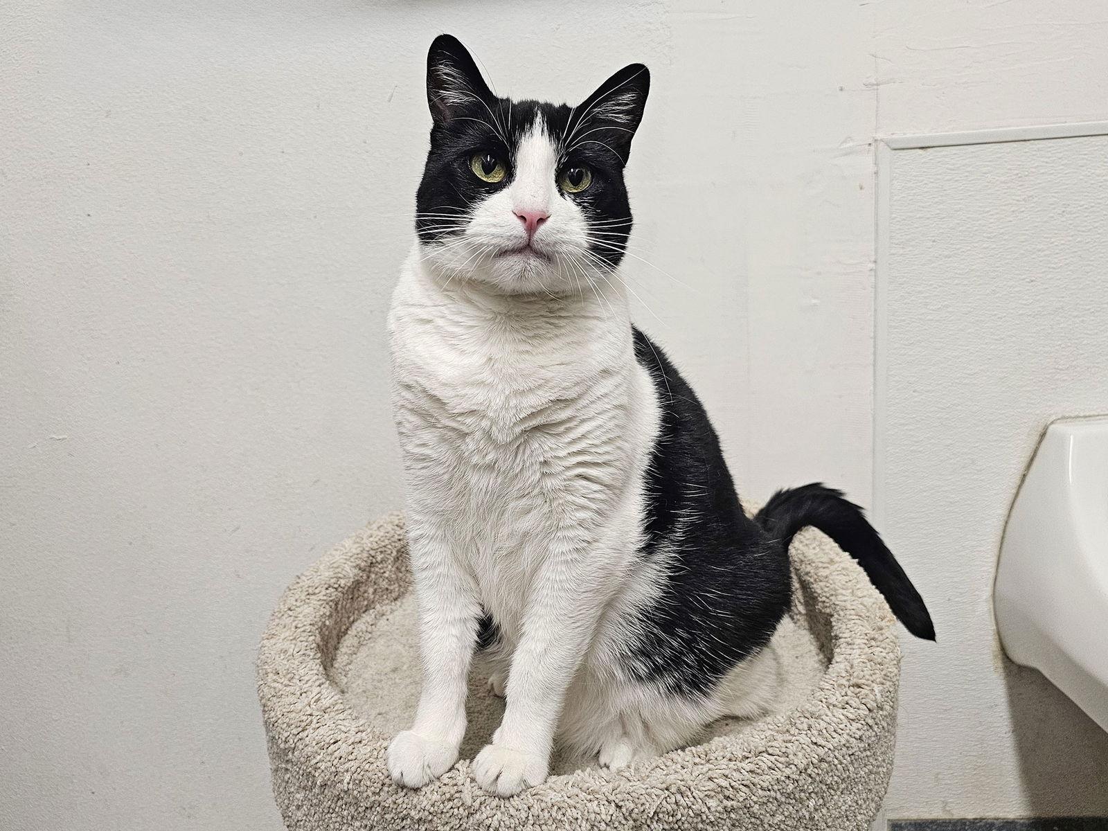 Dulce de Leche, Adopted, Adult Female Domestic Short Hair.