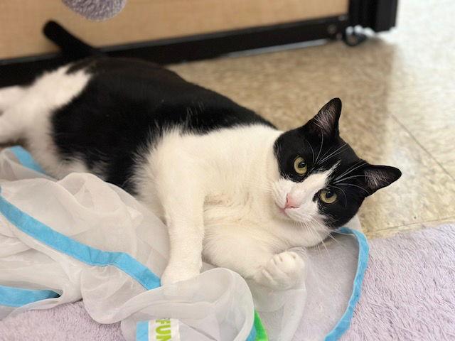 Enlarge Dulce de Leche, a Adopted Domestic Short Hair in Mission Viejo, CA image 3/3