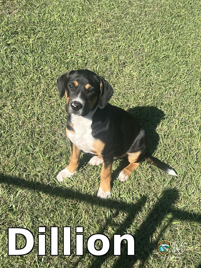 Dillion, Adoptable, Puppy Male Rottweiler.
