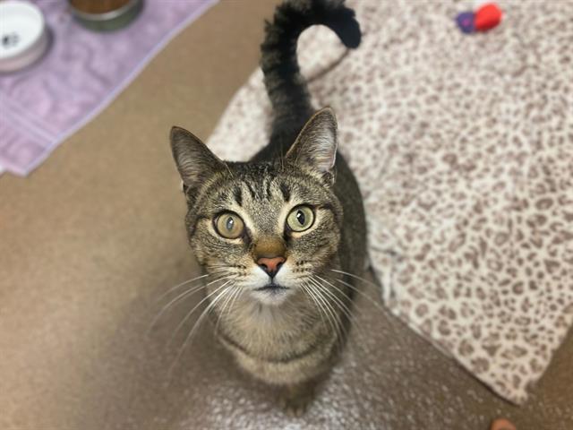 Enlarge JETHRO, a Adoptable Domestic Short Hair in Fort Wayne, IN image 1/1