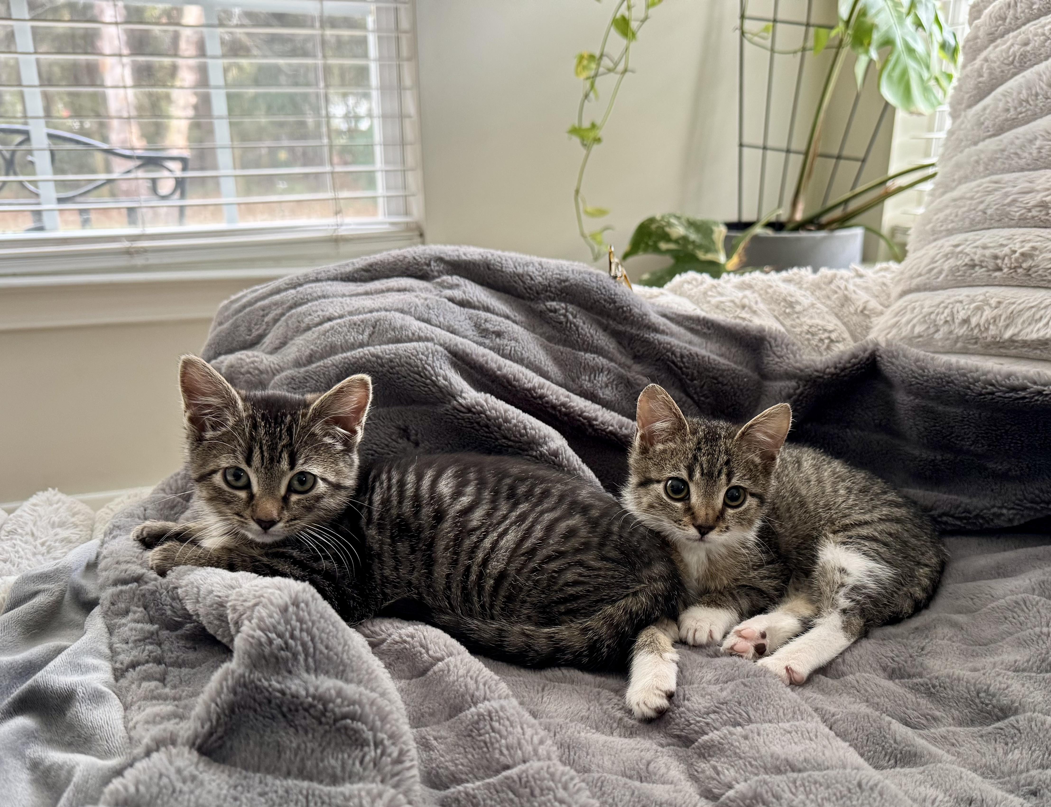 Enlarge Meatball, a ADOPTABLE Domestic Short Hair in Mt Pleasant, SC image 4/6