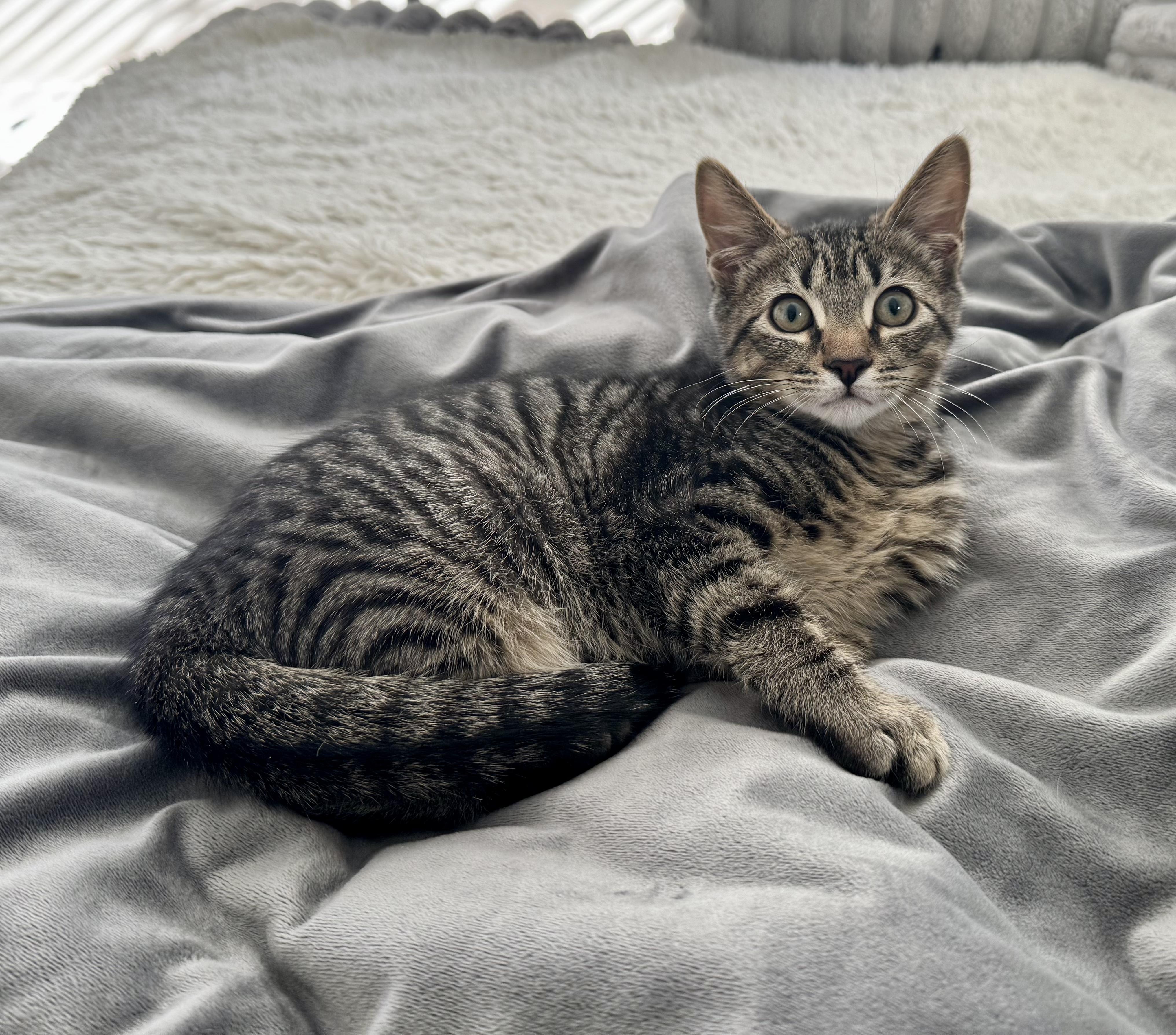 Meatball, ADOPTABLE, Kitten Female Domestic Short Hair.