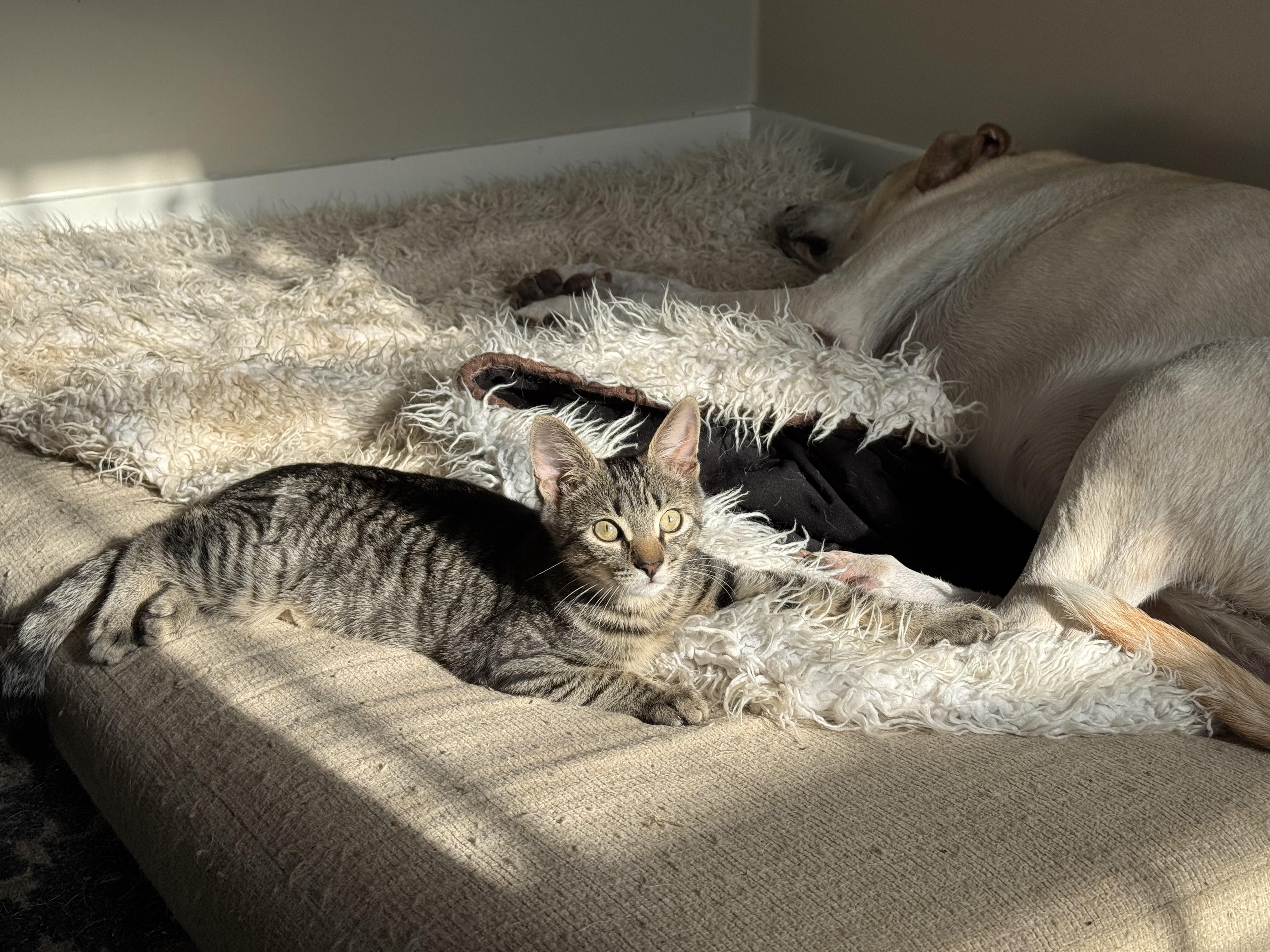 Enlarge Meatball, a ADOPTABLE Domestic Short Hair in Mt Pleasant, SC image 2/6