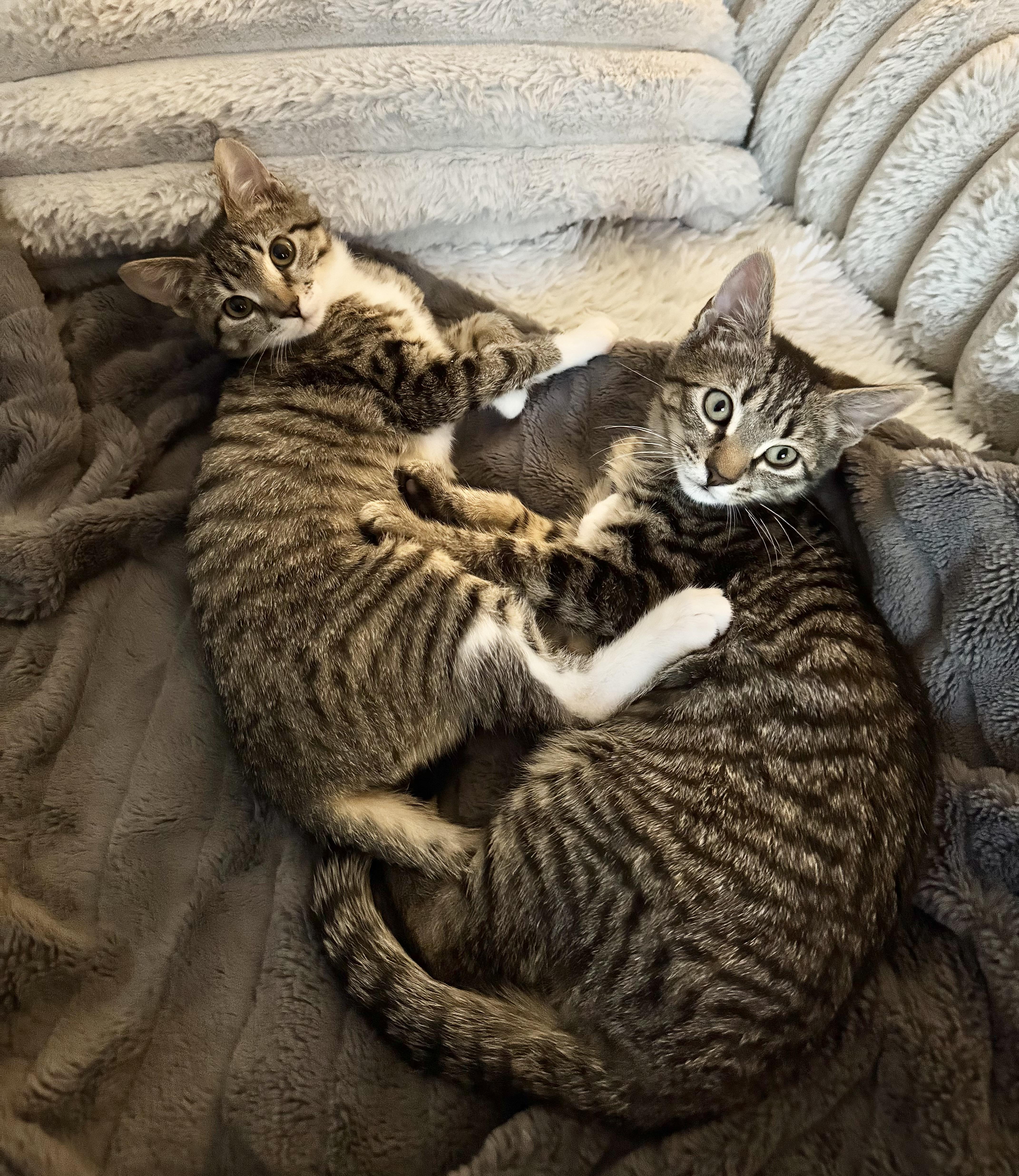 Enlarge Meatball, a ADOPTABLE Domestic Short Hair in Mt Pleasant, SC image 3/6