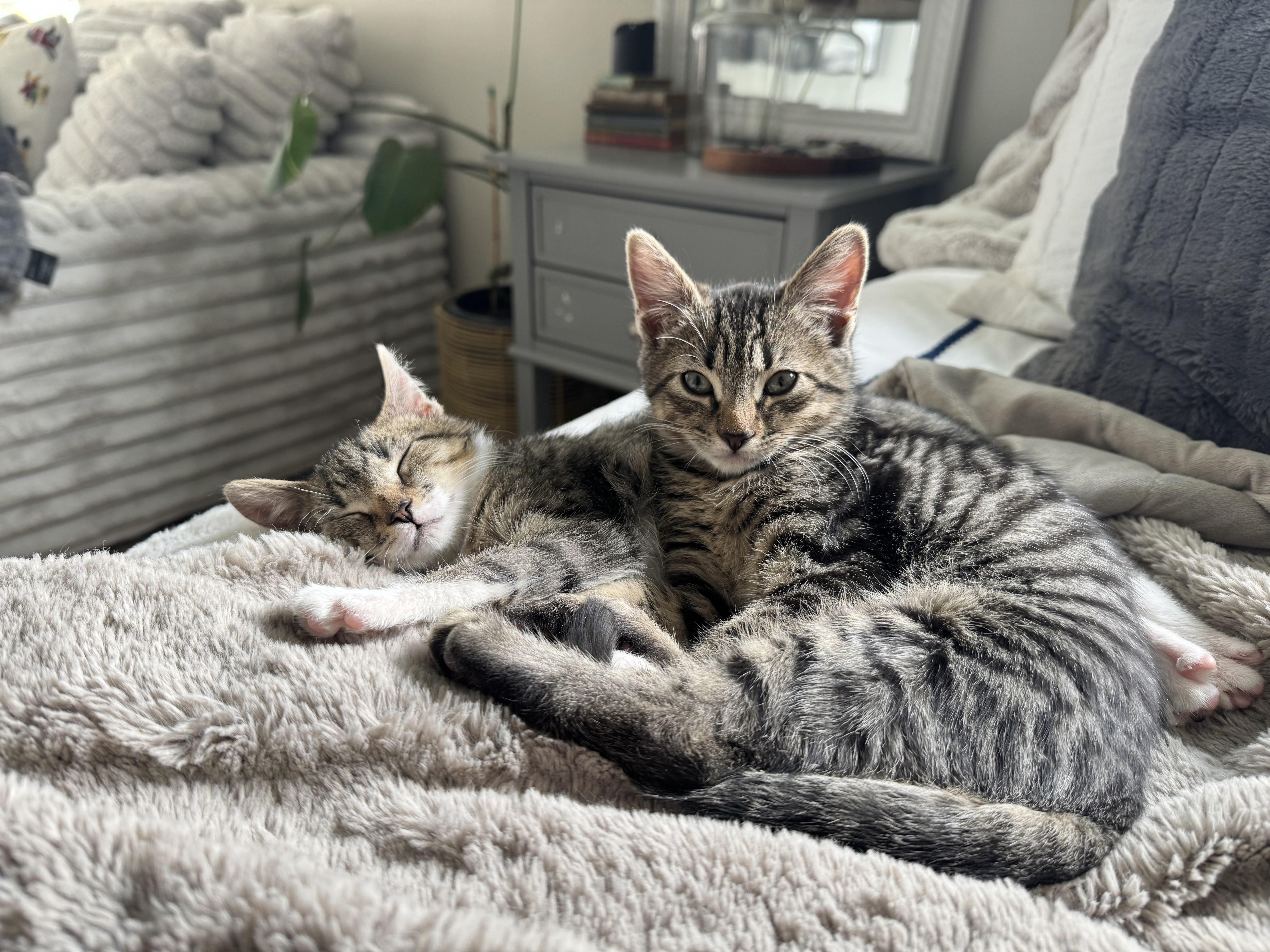 Enlarge Meatball, a ADOPTABLE Domestic Short Hair in Mt Pleasant, SC image 5/6