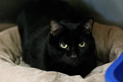 Midnight, a Adoptable Domestic Short Hair in Woodbury, MN image 1/3
