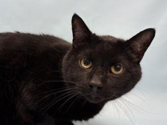 Midnight, a Adoptable Domestic Short Hair in Woodbury, MN image 2/3
