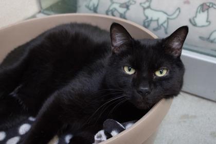 Midnight, a Adoptable Domestic Short Hair in Woodbury, MN image 3/3