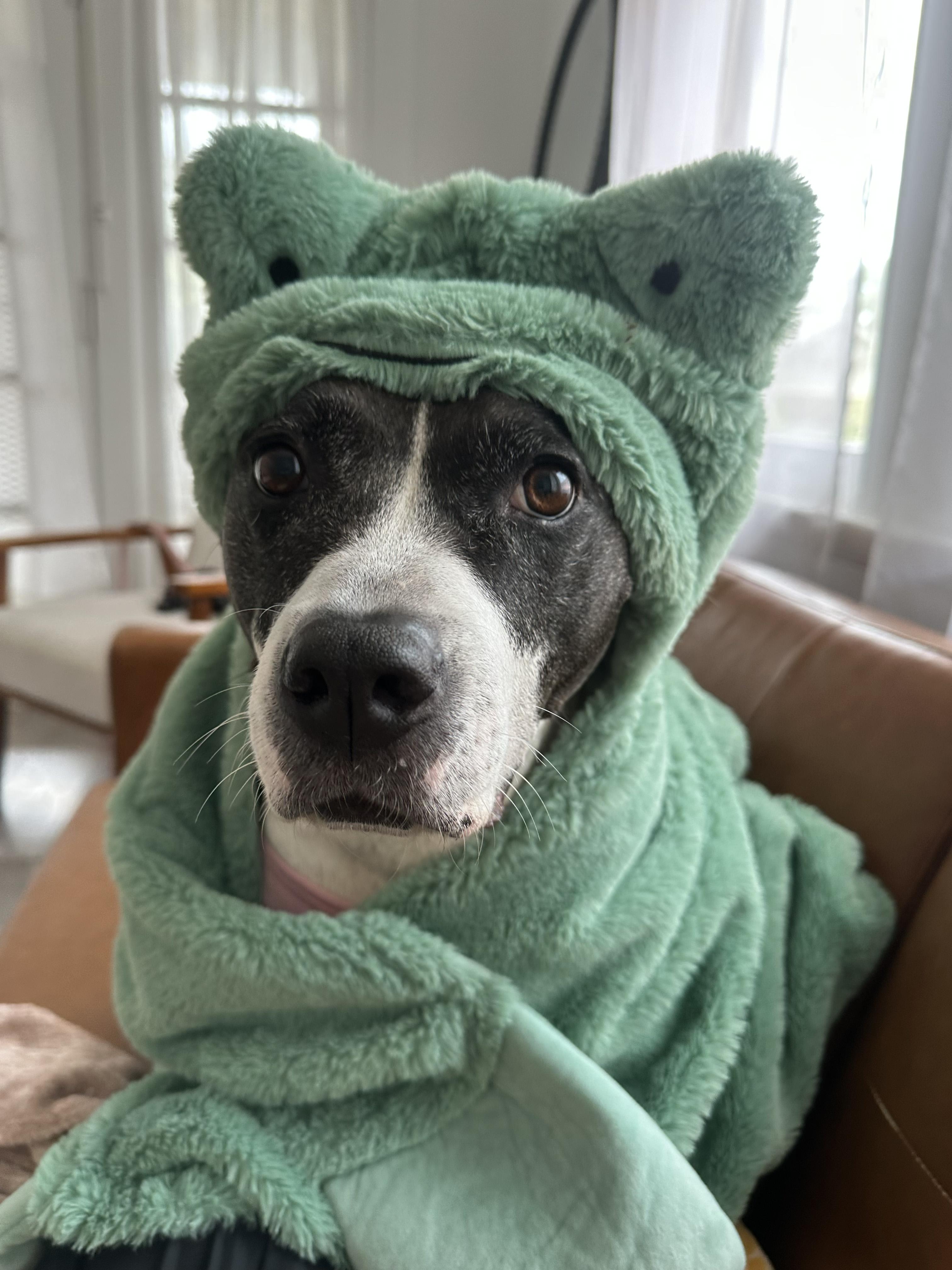 Babygirl Pit Bull Terrier Dog