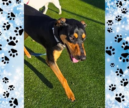 Austin, Adoptable, Puppy Male Doberman Pinscher & Mixed Breed.