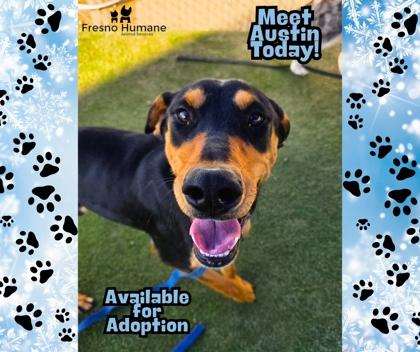 Enlarge Austin, a Adoptable mixed breed in Fresno, CA image 2/3