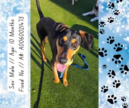 Enlarge Austin, a Adoptable mixed breed in Fresno, CA image 3/3