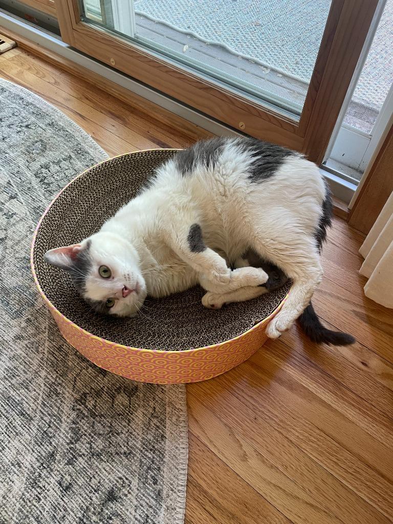 Momo (FIV+) - Pending Adoption, a Adoptable mixed breed in Minneapolis, MN image 2/5