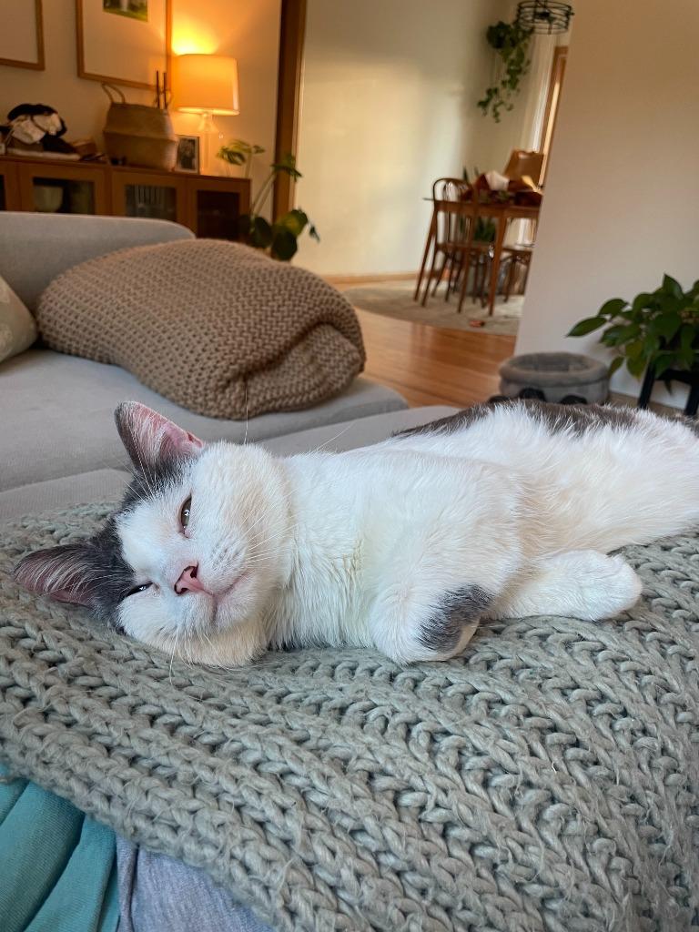 Momo (FIV+) - Pending Adoption, a Adoptable mixed breed in Minneapolis, MN image 3/5
