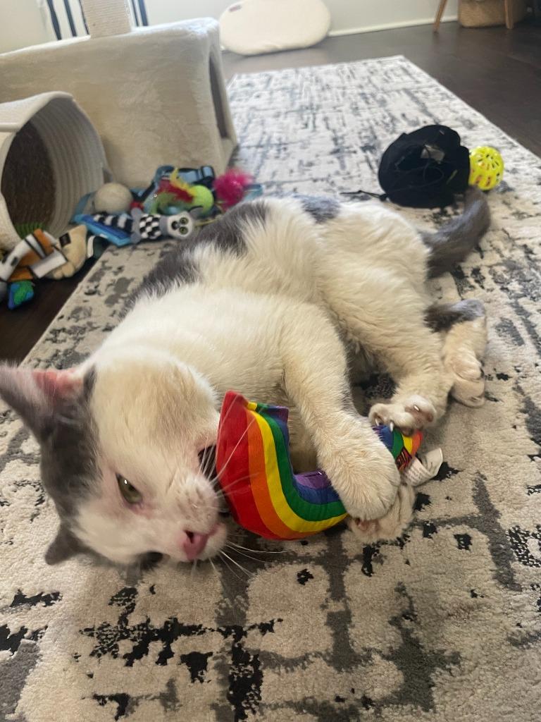 Momo (FIV+) - Pending Adoption, a Adoptable mixed breed in Minneapolis, MN image 4/5