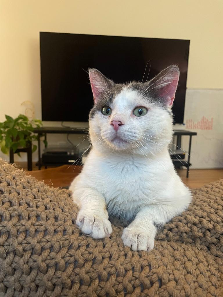 Momo (FIV+) - Pending Adoption, Adoptable, Young Male Domestic Short Hair.