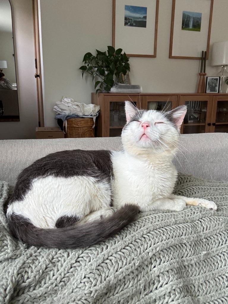 Momo (FIV+) - Pending Adoption, a Adoptable mixed breed in Minneapolis, MN image 5/5
