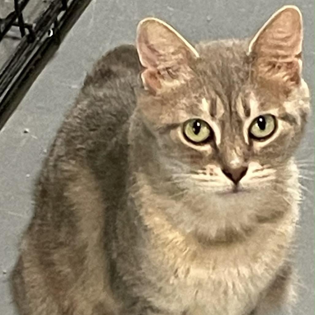 Miss BlueBelle, Adoptable, Adult Female Domestic Short Hair.
