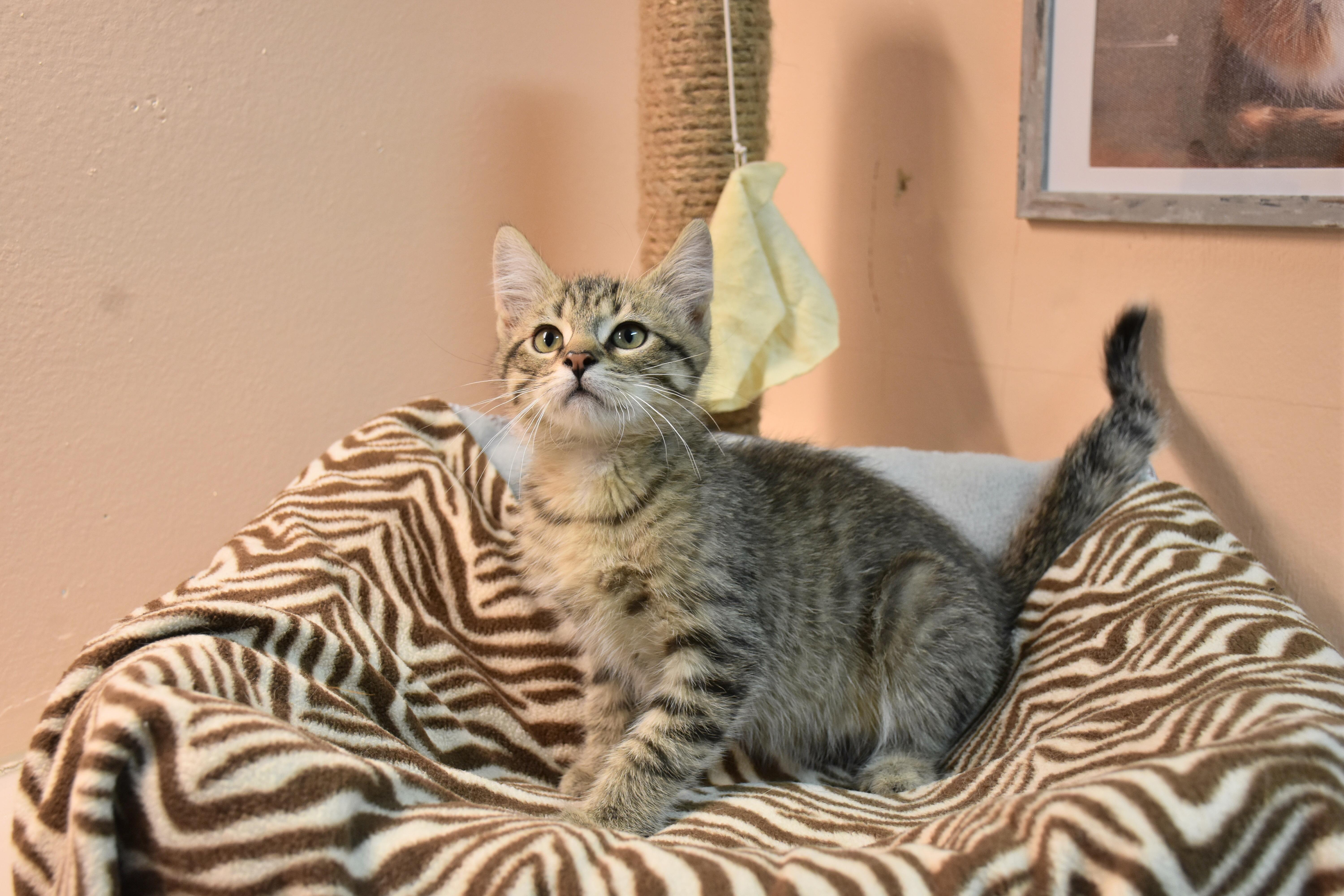 Enlarge Phame, a ADOPTABLE Domestic Short Hair in North Judson, IN image 1/1