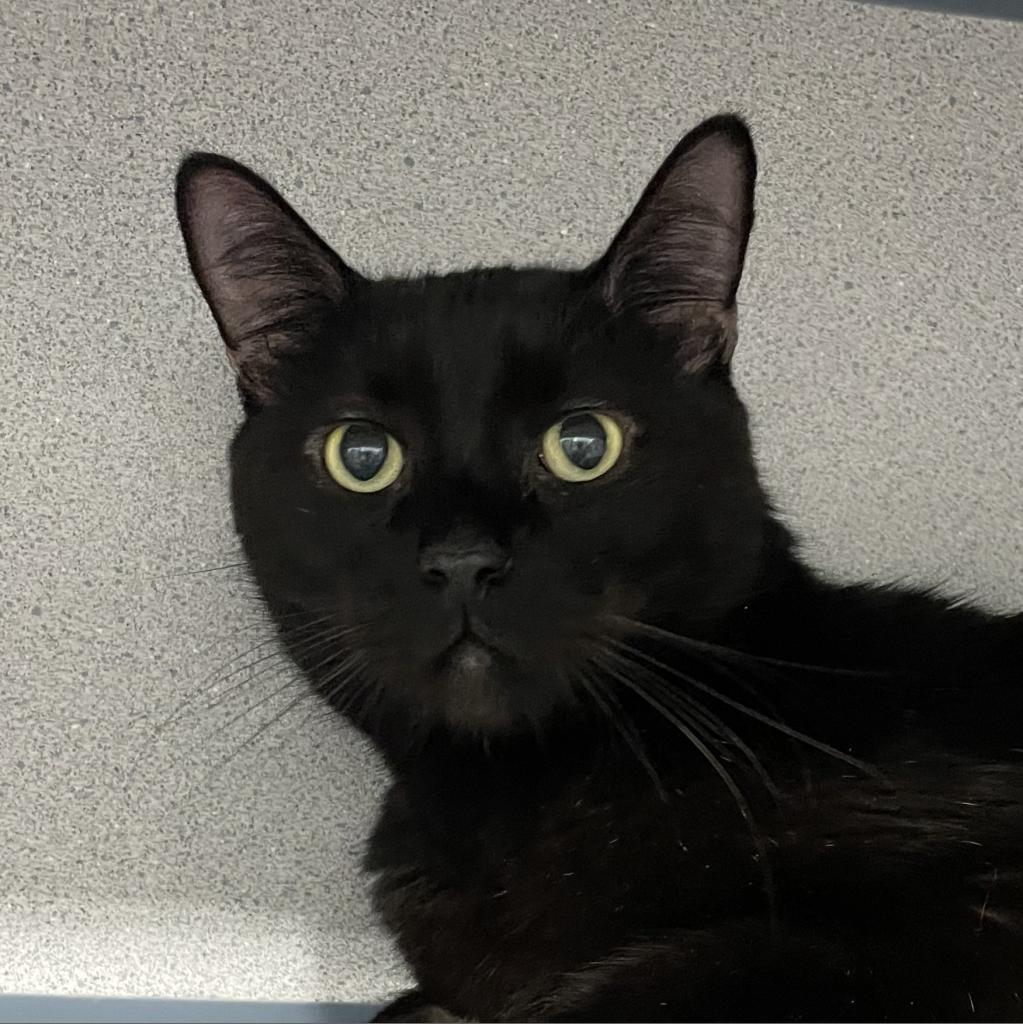 Enlarge Bounce, a Adoptable Domestic Short Hair in Sheridan, WY image 1/2