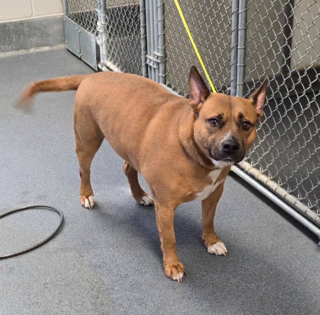 Enlarge DA 46 Jeronimo HHS RRP, a Adoptable Terrier in Glen Allen, VA image 1/1