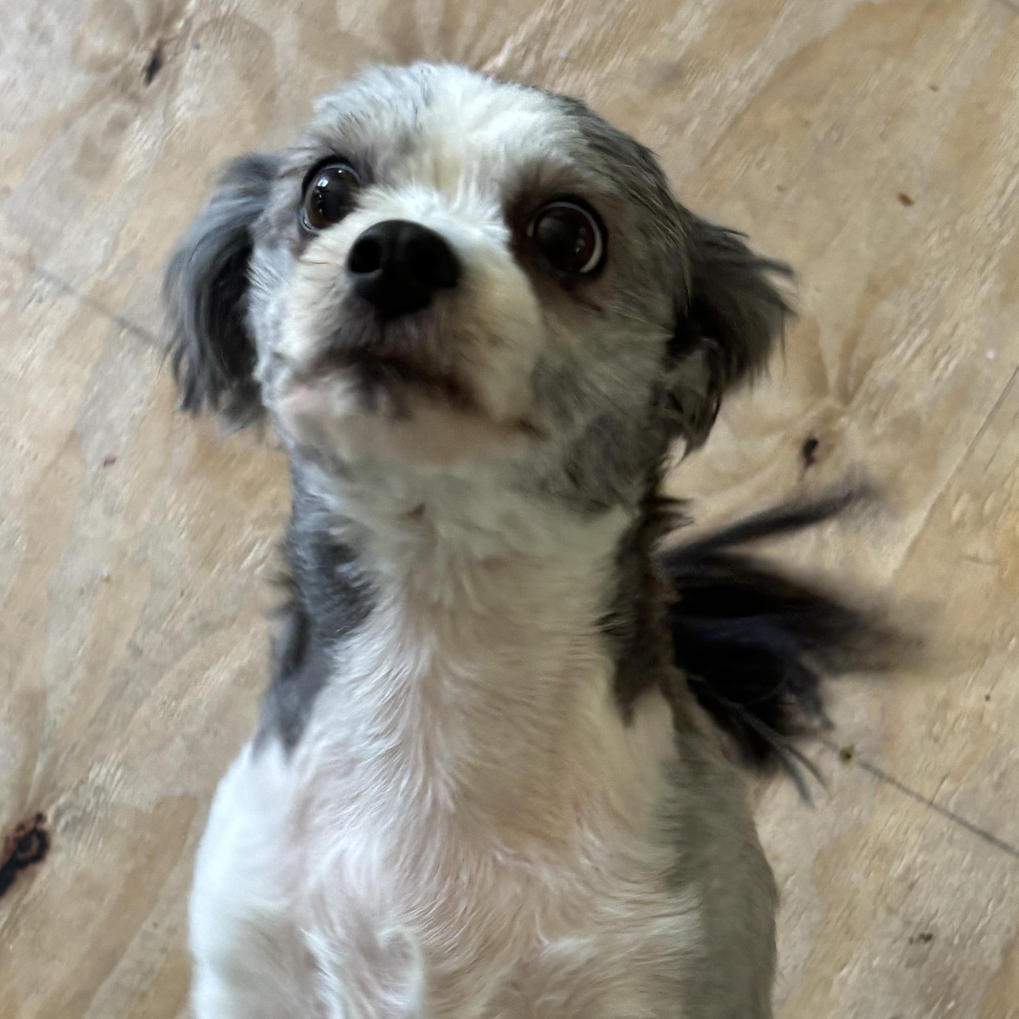 Enlarge Godiva, a Adoptable Shih Tzu in Niagara Falls, NY image 2/5