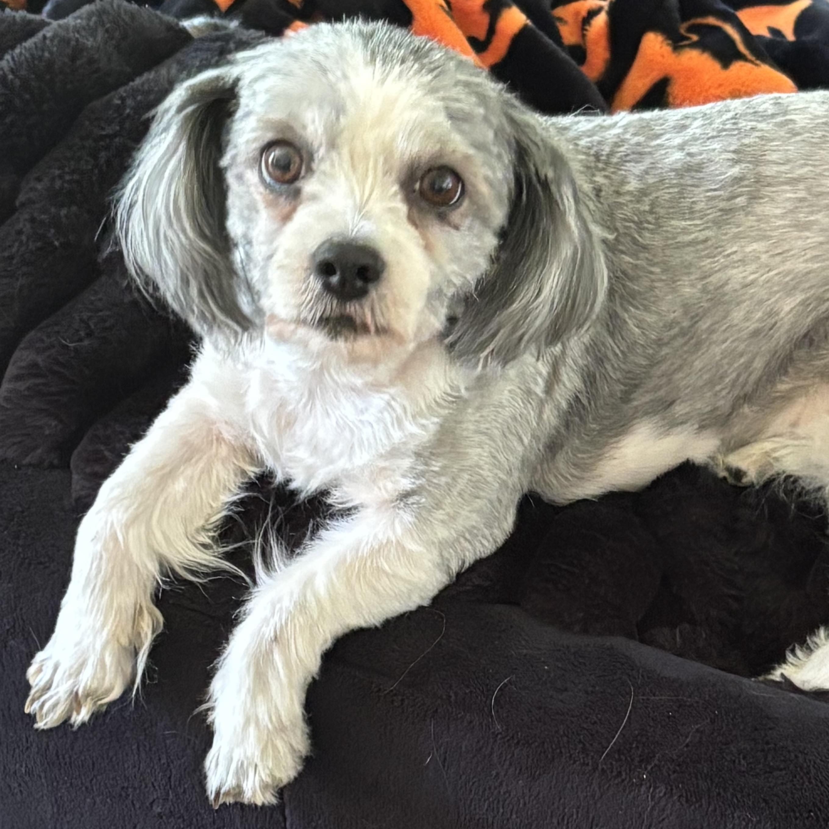 Enlarge Godiva, a Adoptable Shih Tzu in Niagara Falls, NY image 4/5