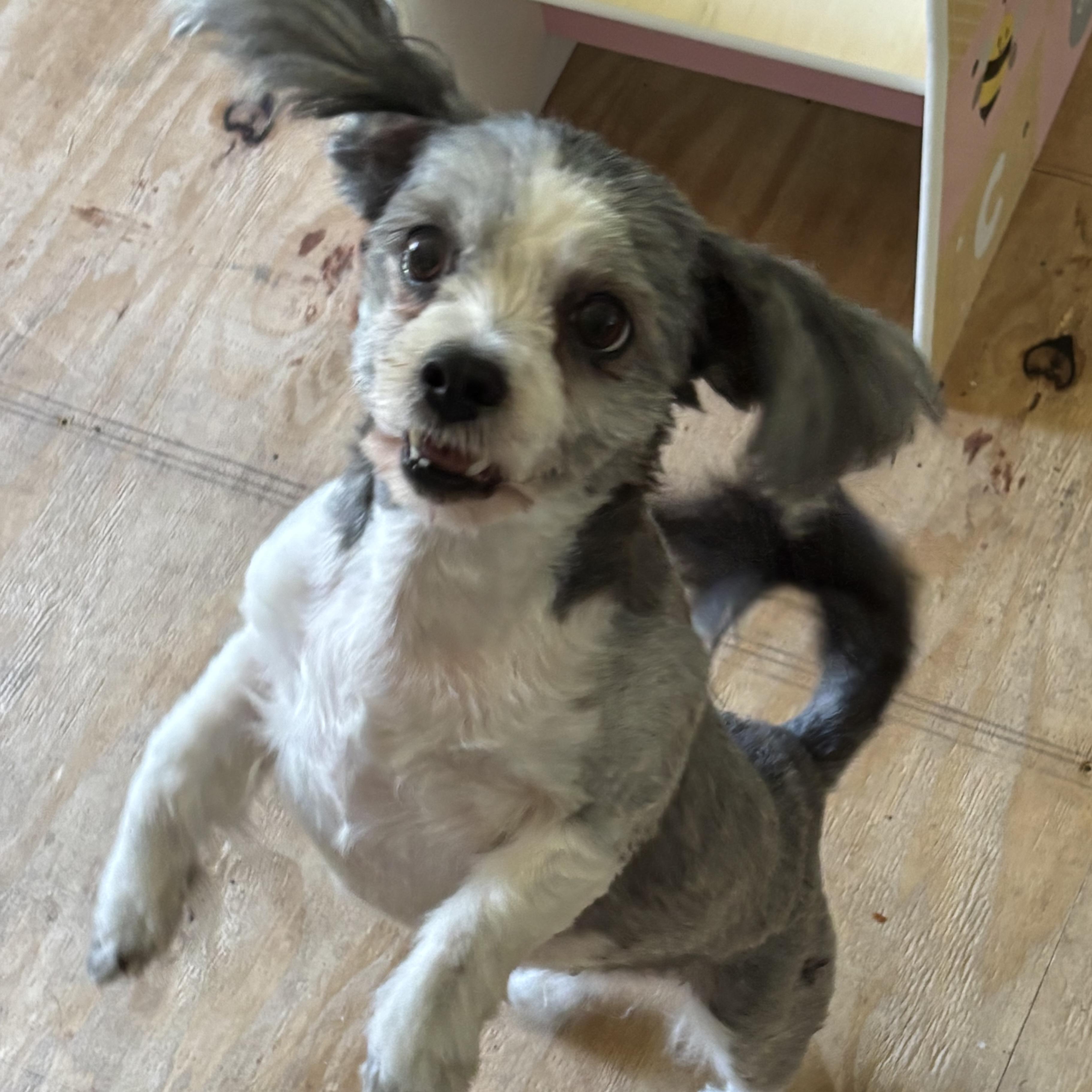 Godiva, Adoptable, Young Female Shih Tzu.