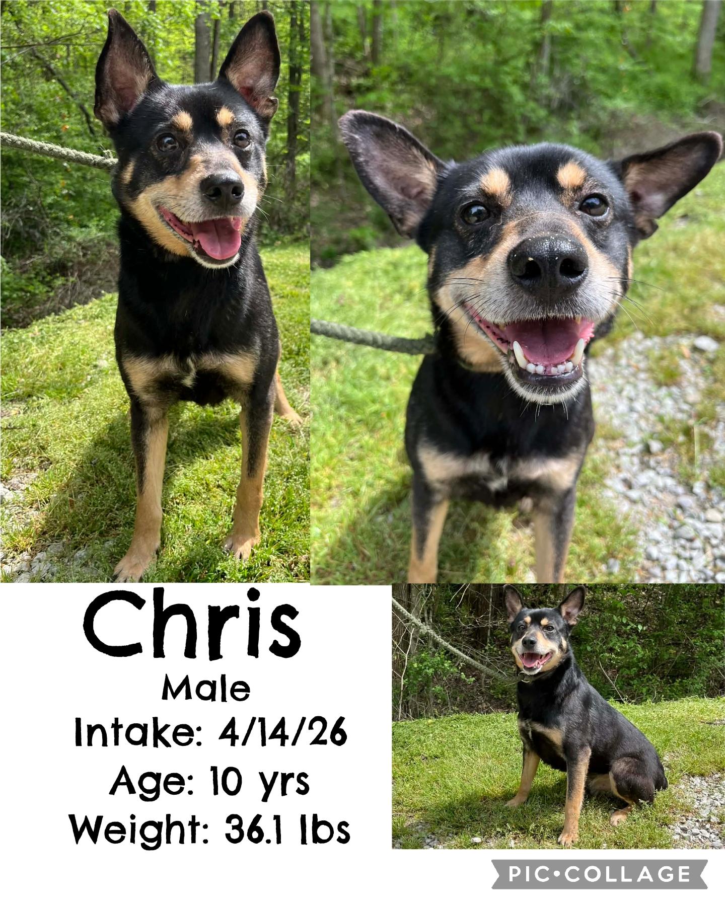 Enlarge Chris, a ADOPTABLE Australian Cattle Dog / Blue Heeler in Staffordsville, KY image 1/1
