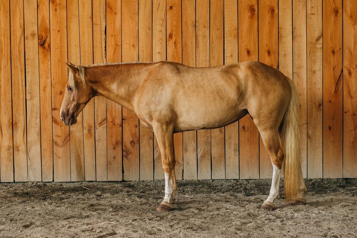 Enlarge Bellini - Companion only or Gorgeous Liberty Partner, a Adopted Grade in Huntington, WV image 3/4