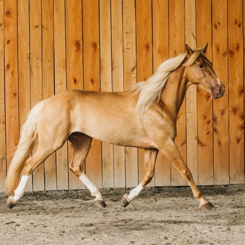 Enlarge Bellini - Companion only or Gorgeous Liberty Partner, a Adopted Grade in Huntington, WV image 1/4