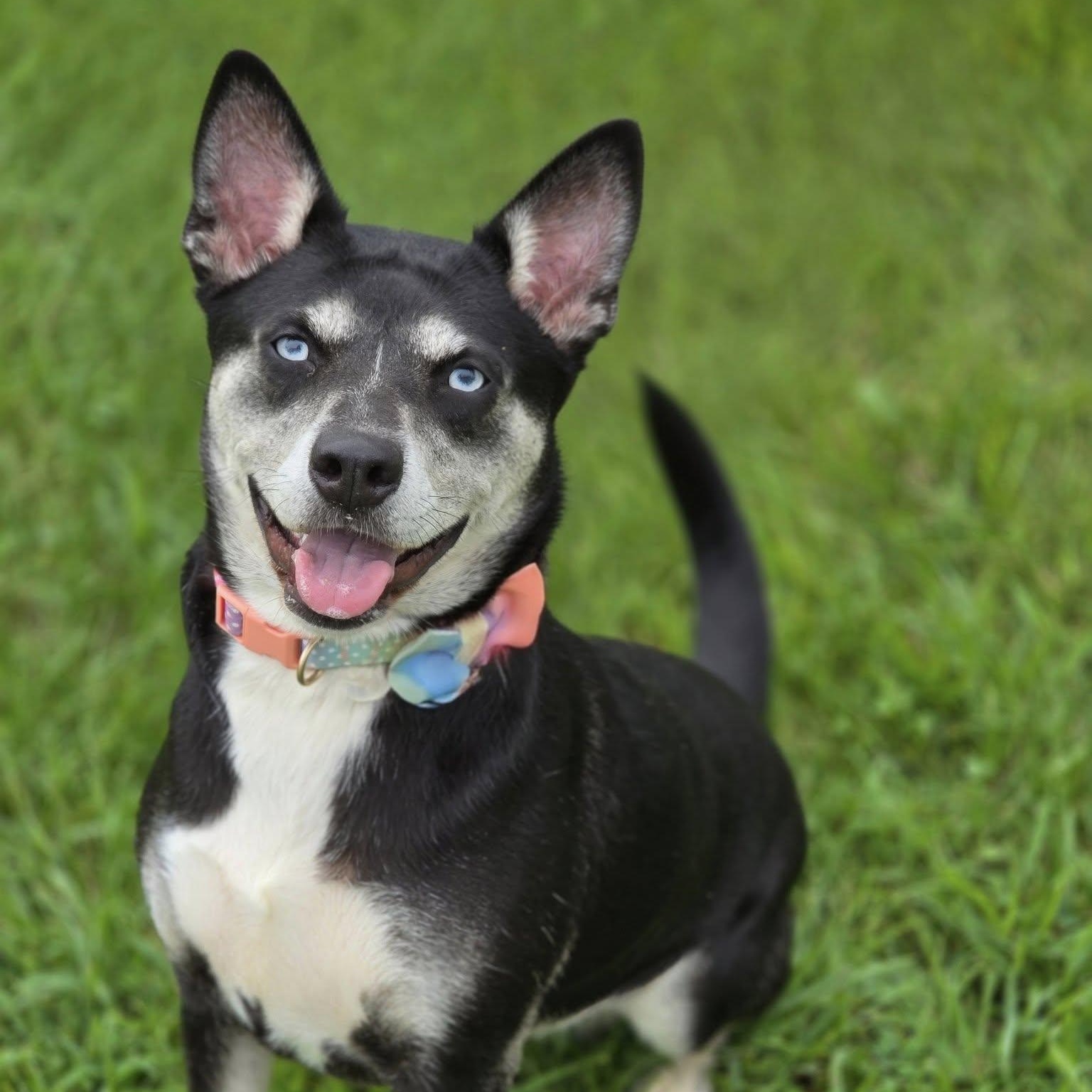Enlarge Bella, a Adoptable mixed breed in Effingham, IL image 1/6