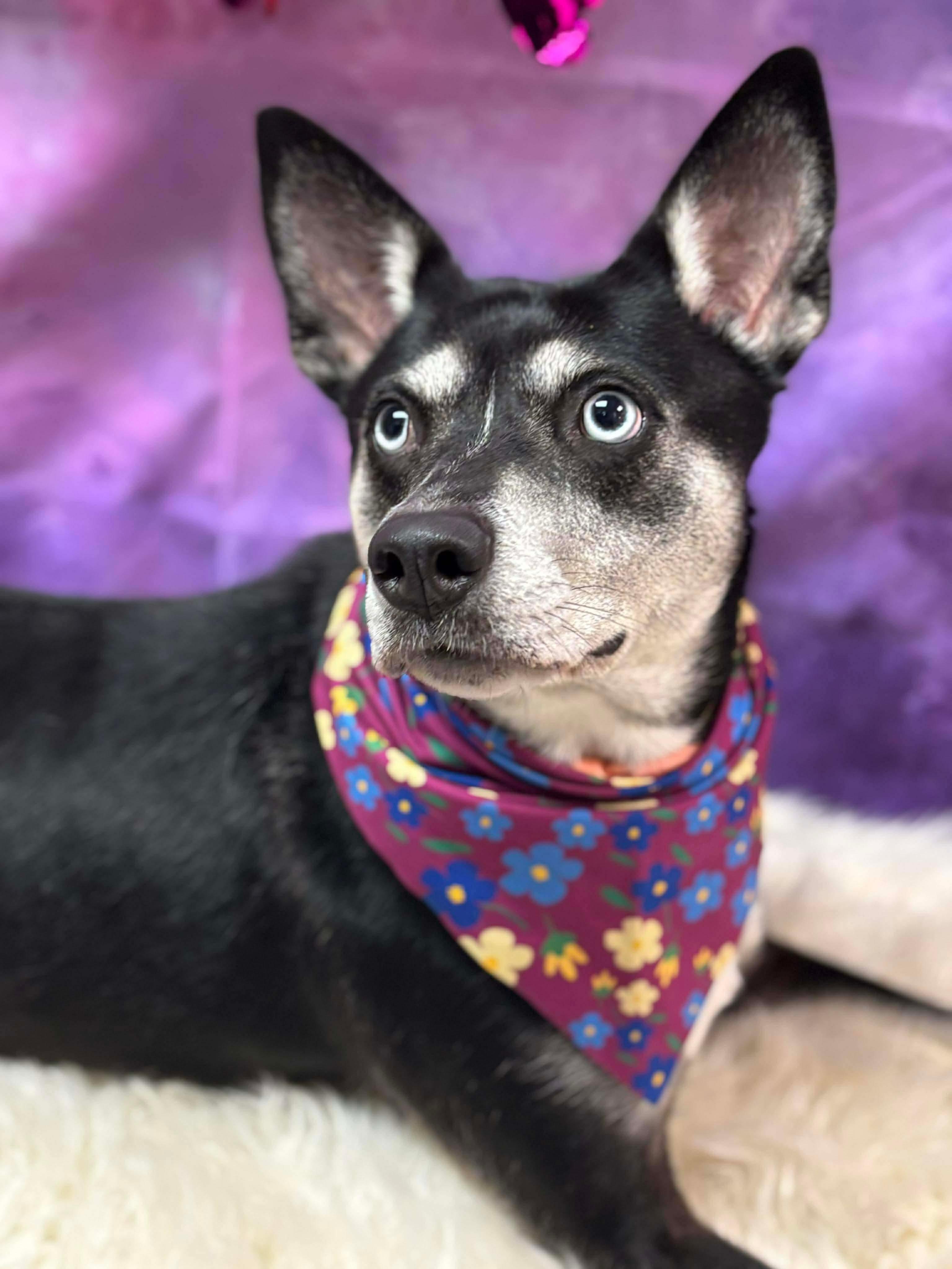 Bella, a Adoptable mixed breed in Effingham, IL image 1/6