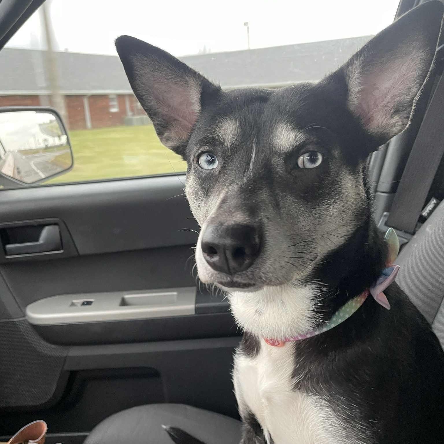Bella
