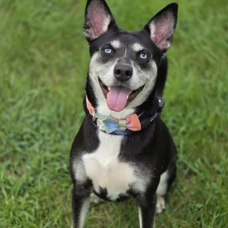 Enlarge Bella, a Adoptable mixed breed in Effingham, IL image 2/6