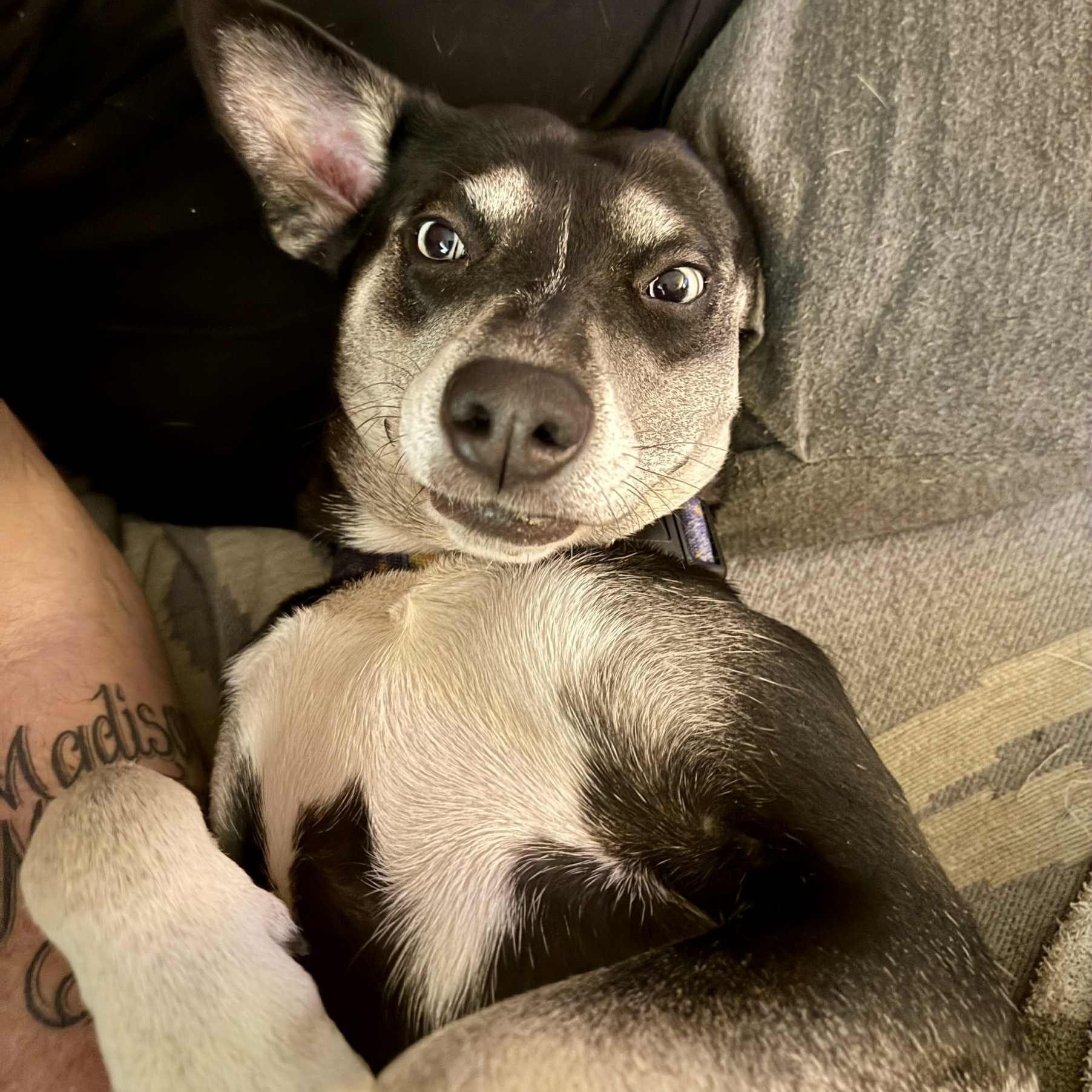 Bella 2