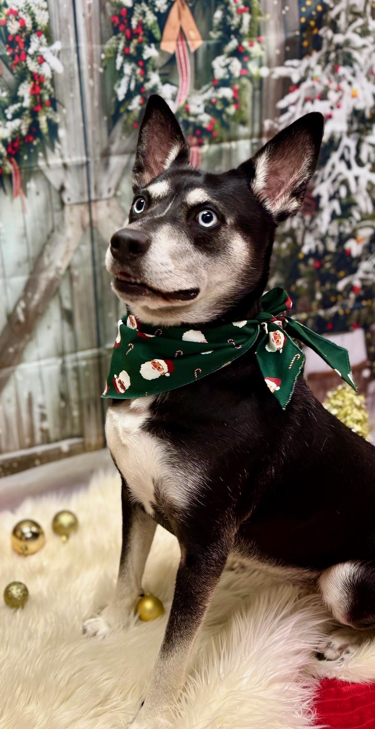 Enlarge Bella, a Adoptable mixed breed in Effingham, IL image 4/6