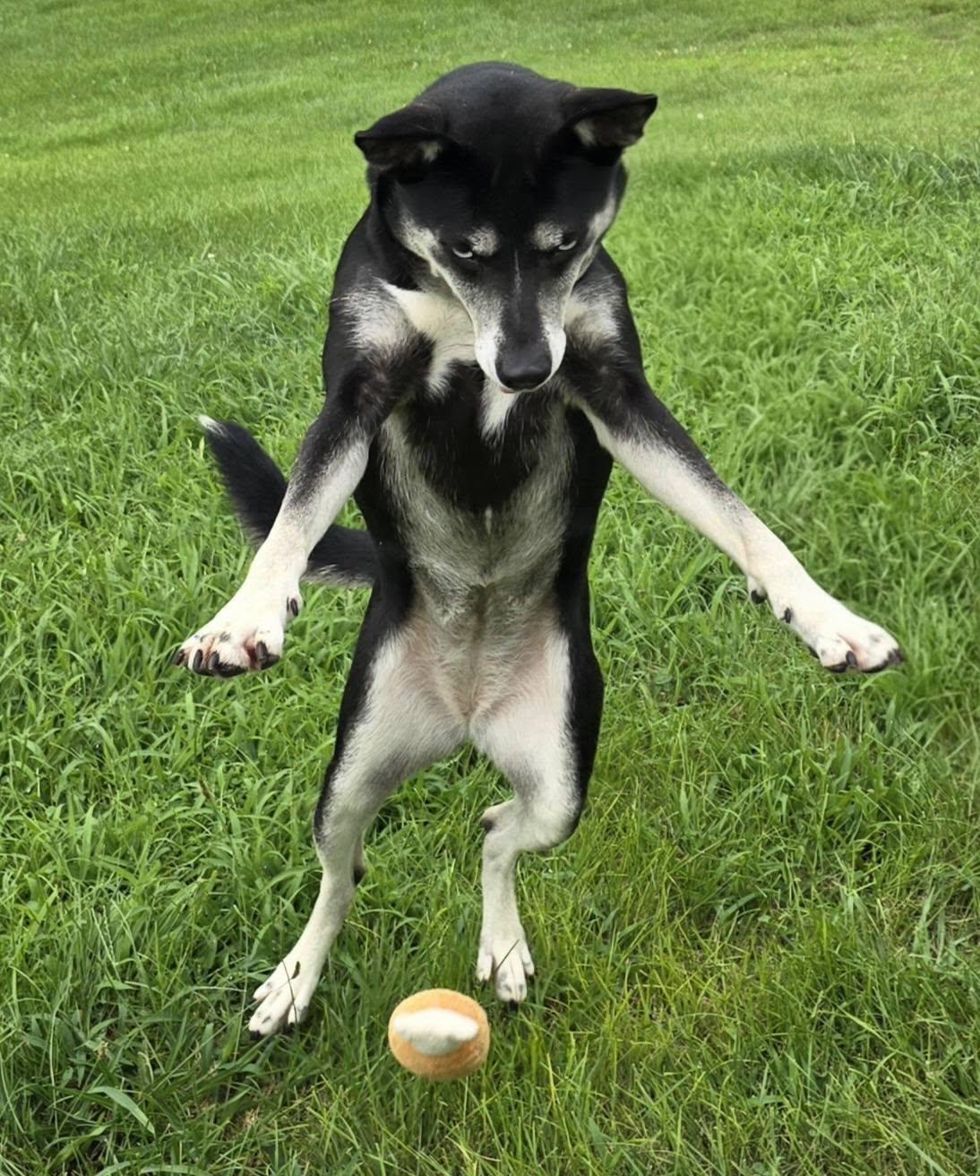 Enlarge Bella, a Adoptable mixed breed in Effingham, IL image 4/6