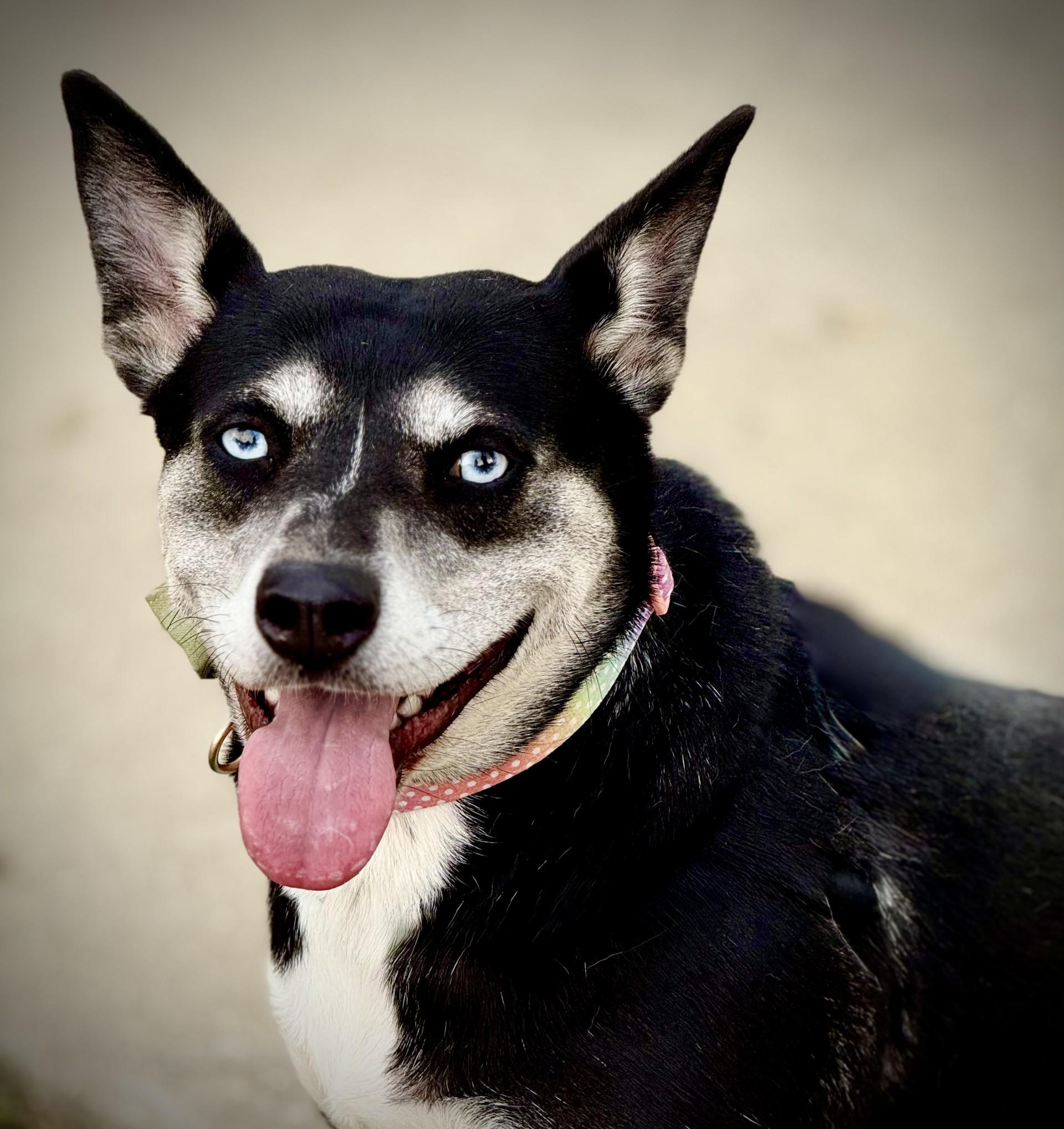 Enlarge Bella, a Adoptable mixed breed in Effingham, IL image 6/6