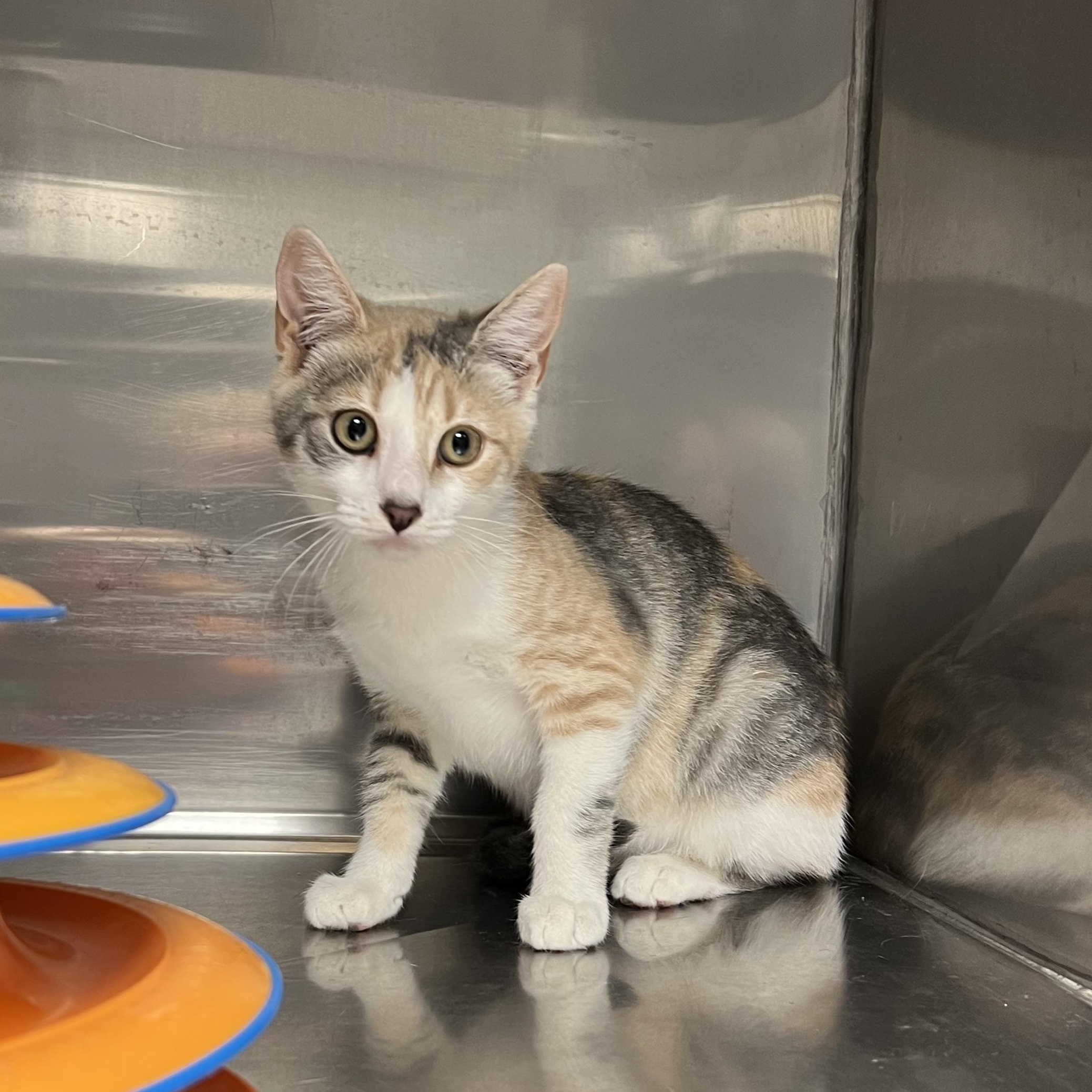 Liberty, a Adoptable mixed breed in Montville, NJ image 3/5