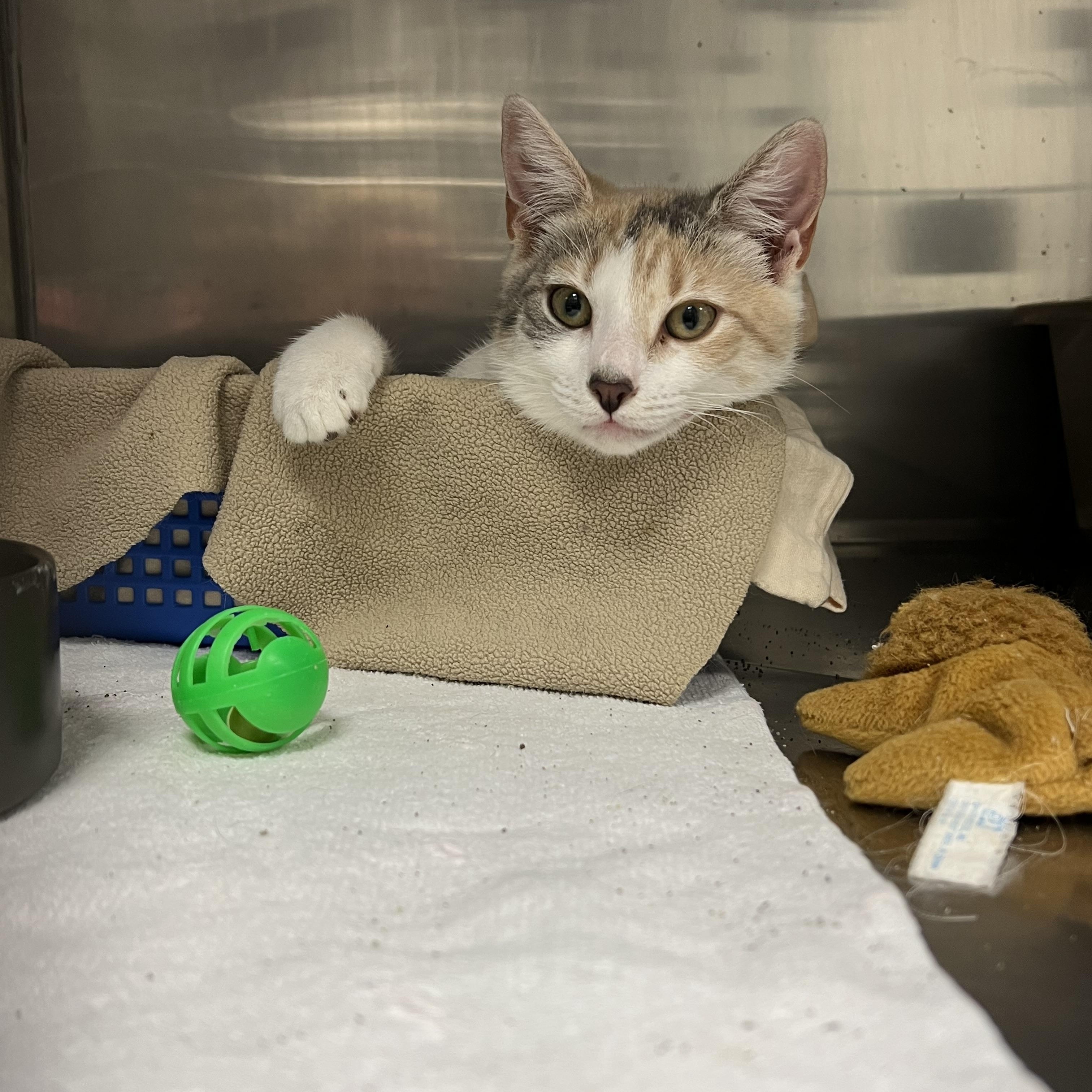 Liberty, a Adoptable mixed breed in Montville, NJ image 2/5